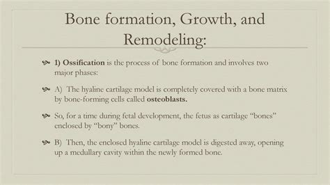 Chapter 5 The Skeletal System Ppt Download