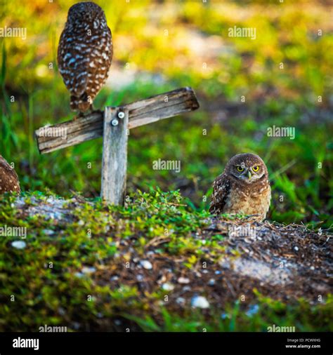 Florida Burrowing Owl Stock Photo - Alamy