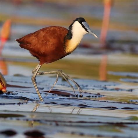 African Jacana - Facts, Diet, Habitat & Pictures on Animalia.bio