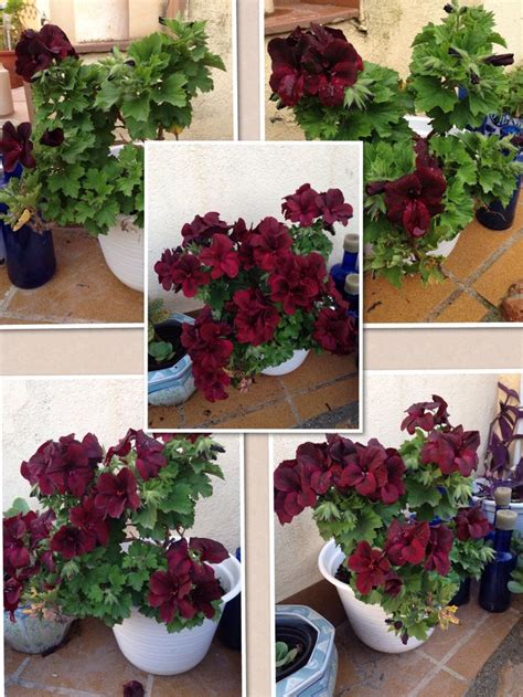 Proceso De Floraci N De Mi Pelargonium Dark Secret Pineadora Mar A