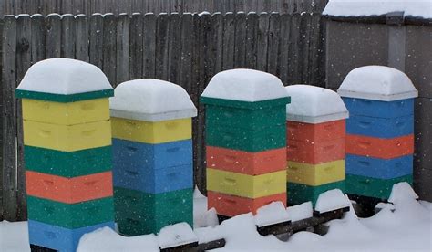 The Peace Bee Farmer Winter Tests Bee Colonies