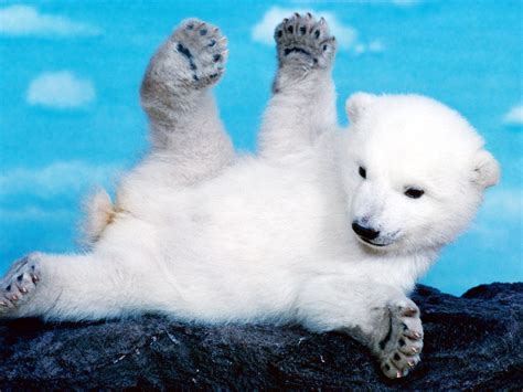 Baby Polar Bear Wallpaper - WallpaperSafari