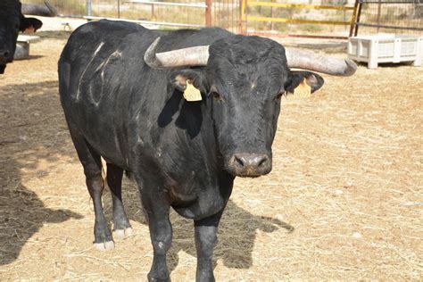 Toros en La Condomina Verónica Rodríguez debuta como ganadera en