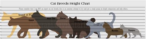 Guide To Cat Breed Heights By Eltyranda On Deviantart