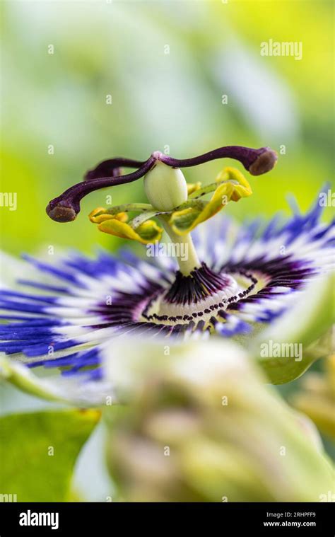Blue passion flower, (Passiflora caerulea), flower, close up Stock ...