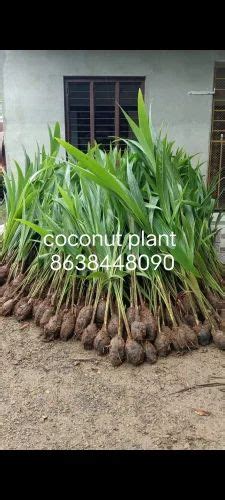 Full Sun Exposure West Coast Tall Green Coconut Plant For Fruits