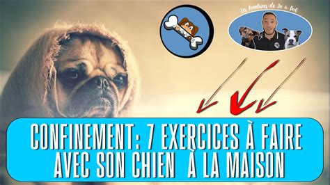 Confinement Exercices Mettre En Place Avec Mon Chien La Maison