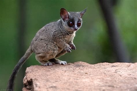 Bushbabies The Southern Lesser Galago Africa Geographic