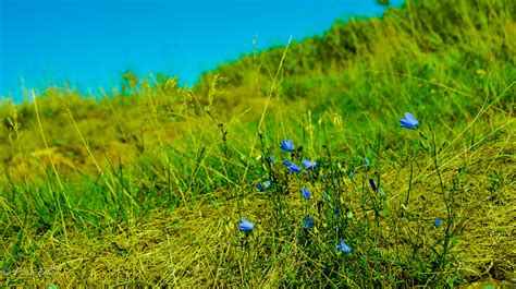 Fotos gratis paisaje naturaleza bosque césped al aire libre