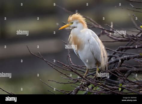 Cattle Egret in breeding plumage on nest Stock Photo - Alamy