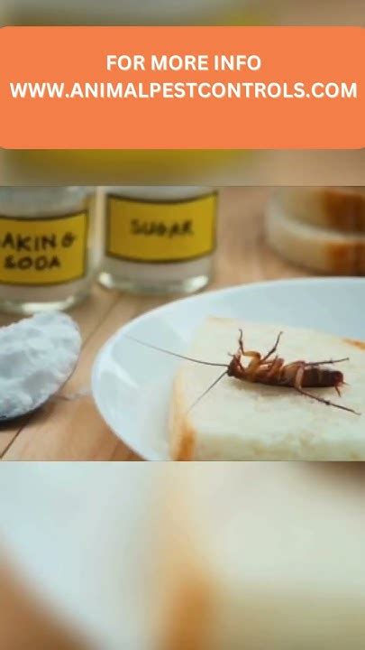 How To Use Baking Soda To Kill Cockroaches Effectively Youtube