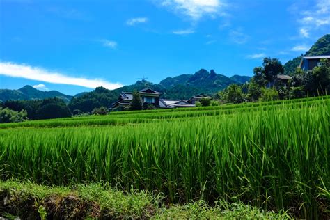 Free stock photo of green, japan, rice field