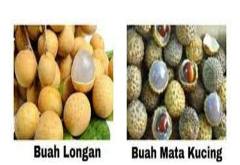 Beza Buah Mata Kucing Vs Longan (Ramai Tidak Tahu) - Ammboi