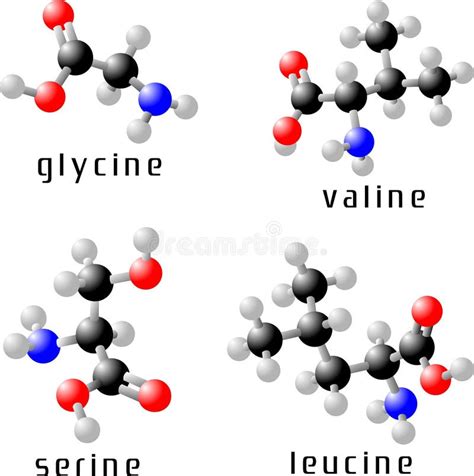 Los Amino Cidos Est Ndar Estructuras Qu Micas Ilustraci N Del