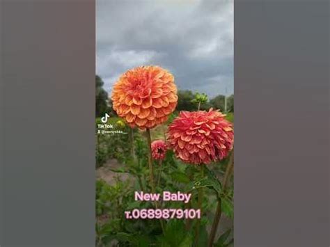 #жоржини# - YouTube