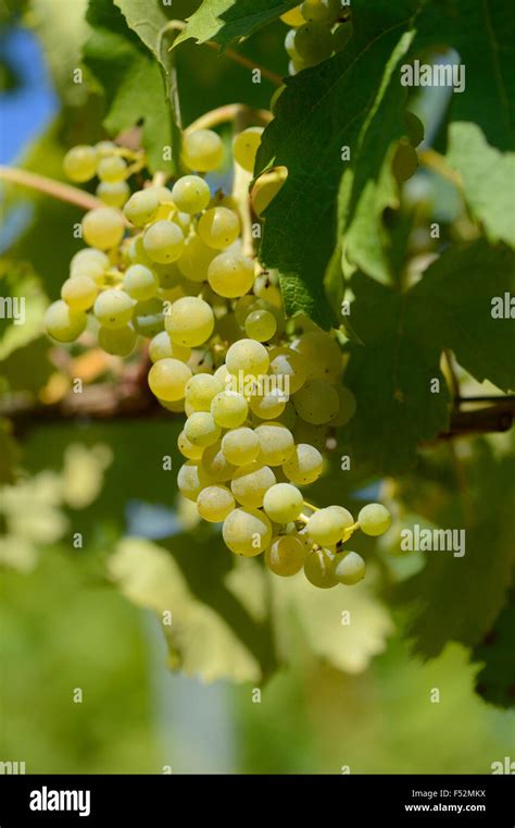 grapes, Vitis vinifera L. subsp. vinifera, fruits Stock Photo - Alamy