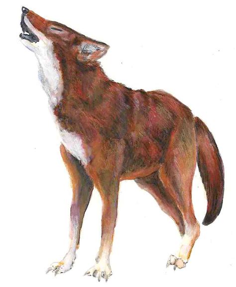 Red Wolf Drawing at PaintingValley.com | Explore collection of Red Wolf ...