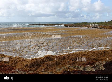 Las Algas Contaminan En La Playa En M Xico Un Mont N De Algas Lavadas