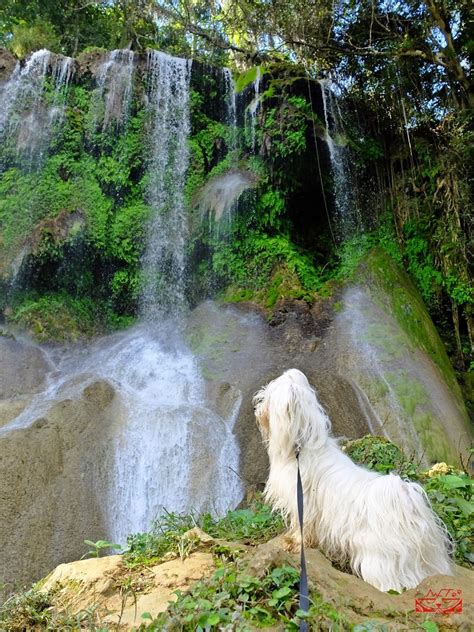 Se Permiten Perros En El Parque Estatal High Falls