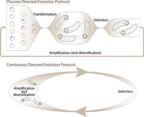 Continuous Directed Evolution Methods IDEC Resources Wiki