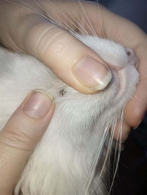 My Cat Has Some Kind Of Black Scab Under His Chin Rcats