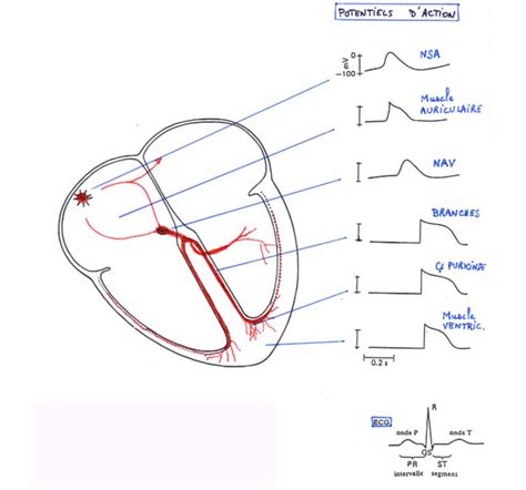 Diagramme De Cm Physiologie D Bit Cardiaque Boucle P V