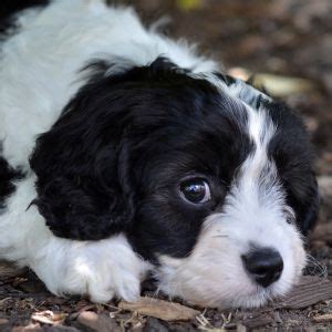 399+ Best Cavapoo Dog Names: Our Top Picks for 2024