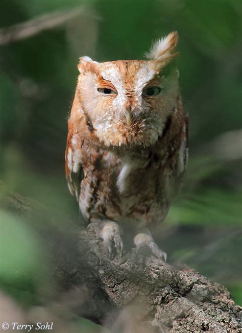 Eastern Screech Owl Megascops Asio Photos Photographs Pictures