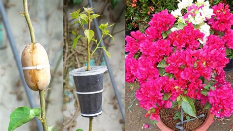 The Ultimate Guide To Propagating Bougainvillea Flowers Through Branch