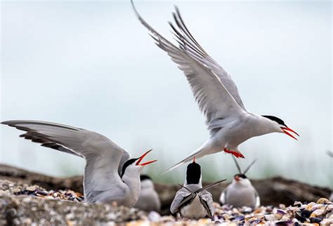 Manmade Common Tern breeding platform on Behance