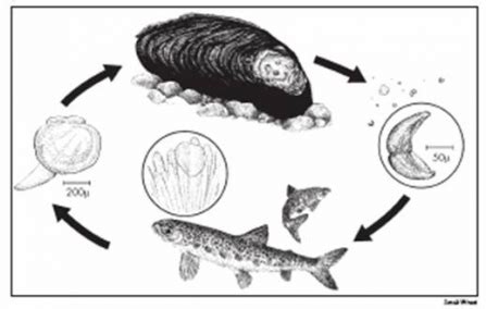 Freshwater pearl mussel project | Devon Wildlife Trust