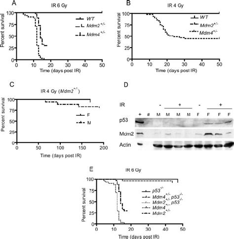 Radiosensitivity In Mdm2 ϩ Ϫ And Mdm4 ϩ Ϫ 5 Week Old Mice After A