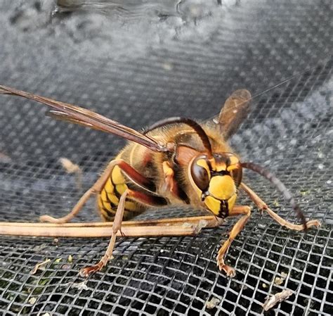 Hornet? Wasp? : r/whatsthisbug