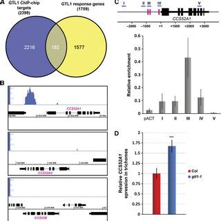 GTL1 Binds To The GT3 Box Within The CCS52A1 Promoter A Schematic