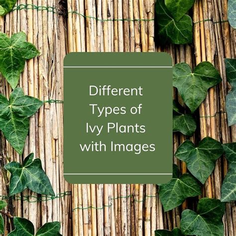 Different Types Of Ivy Plants With Images Asian Recipe