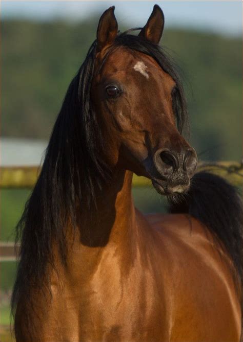 Arabian Horse Tattoo White Arabian Horse All The Pretty Horses