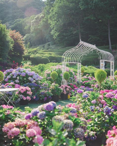 Hydrangeas In The Morning Yulbom Arboretum Gwangju Gyeonggi Province