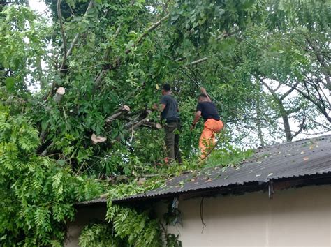 Pohon Tumbang Timpa Rumah Warga Di Dadok Tunggul Hitam