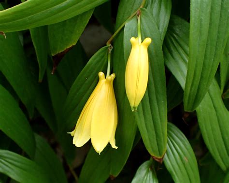 ガマズミ 山川草木図譜 春 夏 野山の植物 樹木 レンプクソウ科 ガマズミ属