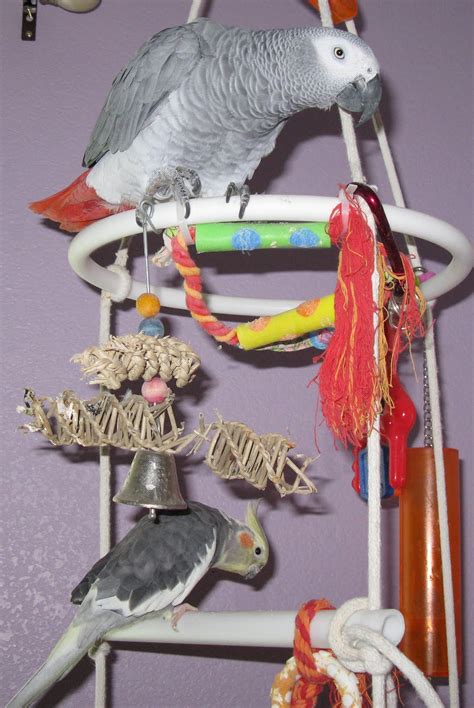 African Grey Parrot Molting