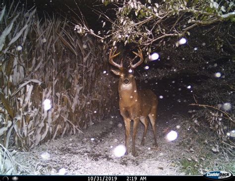 Pin by ౨ৎ on trailcam | Wildlife nature, Wildlife photography, Weird ...