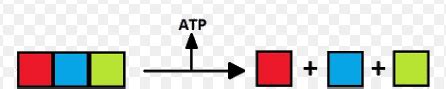 Print Froggy Jumps Metabolismo biología 2º bachillerato