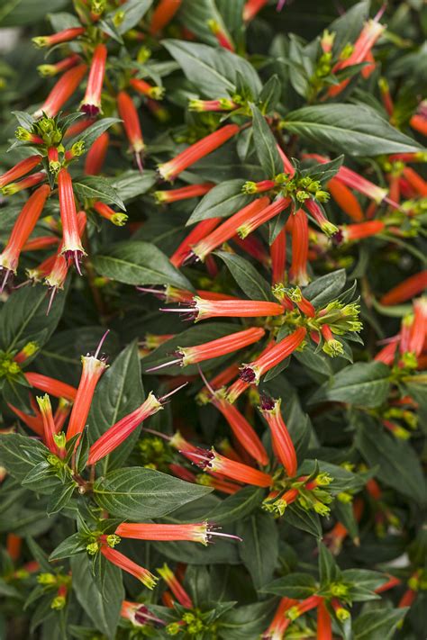 Vermillionaire® Large Firecracker Plant Cuphea Hybrid Proven Winners