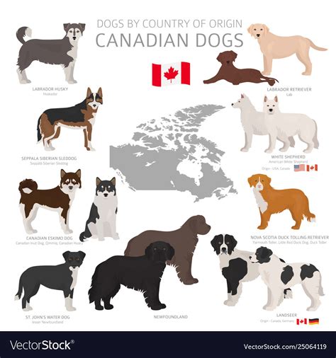 Dogs country origin canadian breeds Royalty Free Vector