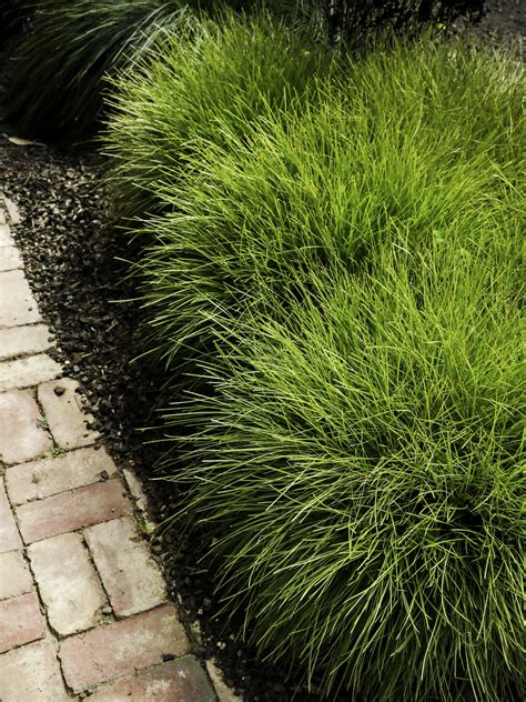 Oderings Garden Centres Shrub Lomandra Pom Pom