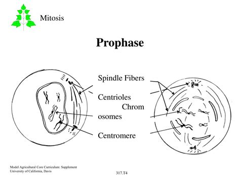 mitosis powerpoint    id