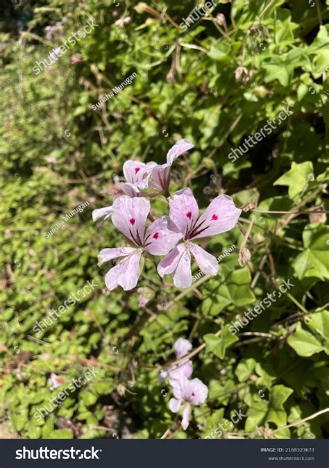 Purple Pink Flowers Aesthetic Stock Photo 2168323673 | Shutterstock