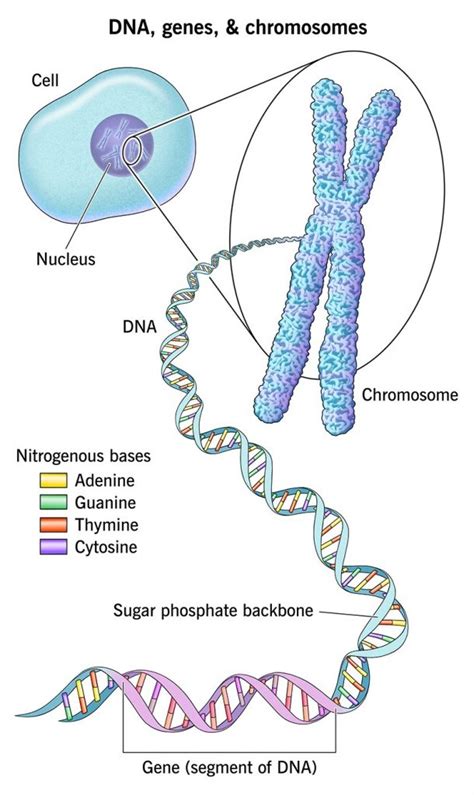 4 Important Differences Between Genes and Chromosomes - CBSE Class ...