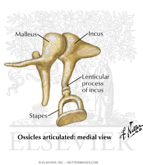 Auditory Ossicles