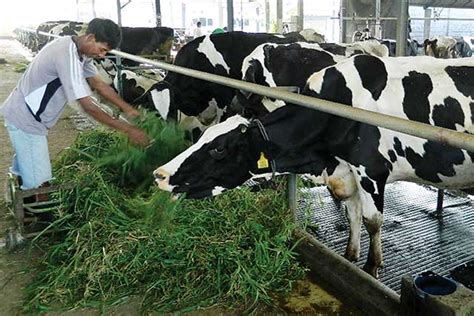 Cara Budidaya Sapi Perah KALIMARO